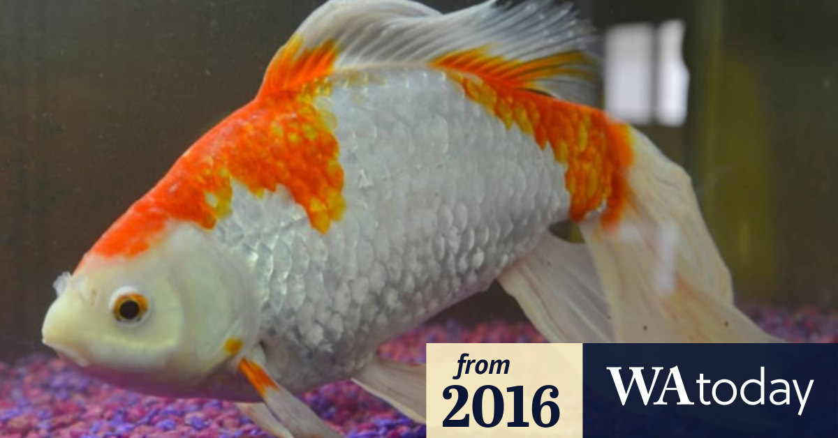 Could WA be home to the world's biggest pet goldfish?